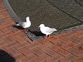 Pigeongulls