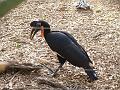 Hornbills-1