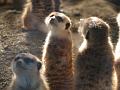 Meerkats-1