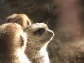 Meerkats-4