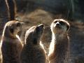 Meerkats